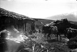 Scheda Azienda Bronte (CT) - 23 aprile 1941 - Ente di colonizzazione - Abituri di contadini