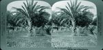 Scheda 72. A date palm. Sicily
