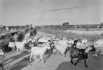 Scheda Agrigento - Pascolo