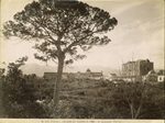 Scheda N. 547 - Palermo - La Zisa ed albero di pino (G. Incorpora - Palermo)