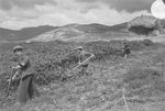 Scheda Ente di Colonizzazione - Vita contadina - Falciatura