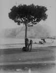 Scheda Mondello - Venditore di ricci