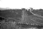Scheda CT - Ente di Colonizzazione - Azienda Bronte - Vigneto sistemato a terrazzo in zona lavica