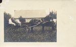 Scheda Persone in carrozza