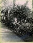 Scheda N. 200 Palermo - Orto Botanico - Dettaglio (G. Incorpora - Palermo)