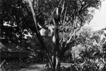 Scheda Bagheria - Villa Coglitore - Giardino