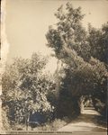 Scheda N. 1206 Palermo - Villa d'Orleans (Ed.ne E. Melendez - Palermo)