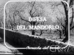 Scheda Cronache del mondo - Difesa del mandorlo