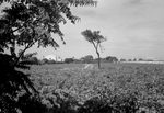 Scheda Stabilimento Cantine Florio - Vigneti
