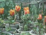 Scheda Rosso - bobina 03
