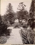 Scheda N. 13969 Palermo. Orto Botanico (Ed.ni Brogi)