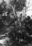 Scheda Bagheria - Villa Coglitore - Giardino