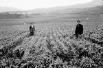 Scheda Ente di Colonizzazione - Caltanissetta - Borgo e poderi