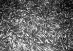 Scheda Borruso Giovanni - Pesce secco