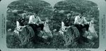 Scheda 45. "Tired"; old Sicilian peasants. Sicily