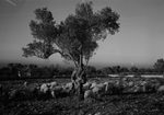 Scheda Ente di colonizzazione - Attività contadina