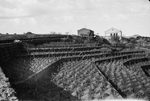 Scheda Ente di Colonizzazione del Latifondo Siciliano - Provincia di Catania - Randazzo - Contrada Dàgara Longa - Vigneto sistemato a terrazze in zona lavica
