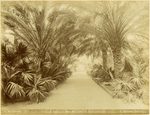 Scheda N. 26 ord. 29 - Palermo -  Orto Botanico - Viale delle Palme