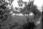 Scheda Stabilimento Cantine Florio - Vigneti
