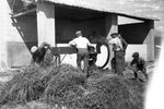 Scheda Borgo Schirò (PA) - Ente di colonizzazione - Tranciatura del foraggio