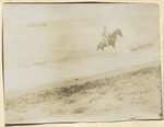 Scheda Cavallo