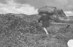 Scheda Ente di Colonizzazione - Vita contadina - Falciatura