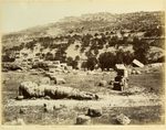 Scheda N. 8600 ord. 11 - Girgenti - Panorama del Tempio di Giove