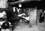 Scheda CT - Ente di Colonizzazione - Abituro di contadini