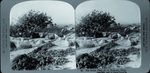Scheda 65. The fertile Plain of old Syracuse. Sicily