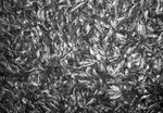 Scheda Borruso Giovanni - Pesce secco
