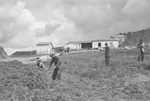 Scheda Ente di Colonizzazione - Vita contadina - Falciatura