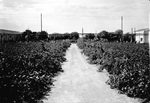 Scheda Stabilimento Cantine Florio - Interni