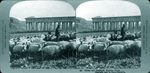 Scheda 32. Sheep and shepherd. Segesta. Sicily