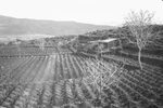 Scheda CT - Ente di Colonizzazione - Azienda Bronte - Ginestre. mandorli. vigneto sistemato a terrazzo in zona lavica