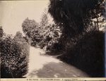 Scheda N. 593 Palermo - Villa d'Orleans - Dettaglio (G. Incorpora - Palermo)