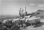 Scheda Agrigento - Ente di colonizzazione - Gregge