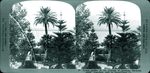 Scheda 50. Lovely garden at the fountain of Arethusa. Syracuse. Sicily